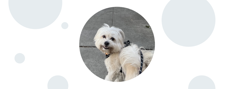<p>Img 1: One of Claudio’s dogs enjoying a walk in sunny California.</p>